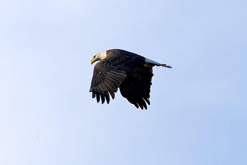W15 Eagle soaring.jpg :: Eagle looking down at the water below. Mississippi River near Grafton, Illinois