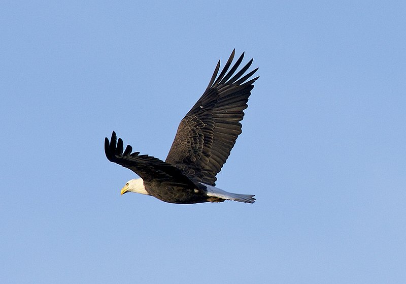 W16-Eagle-soaring.jpg :: Eagle looking for catch in the Mississippi River below. Near Grafton, Illinois