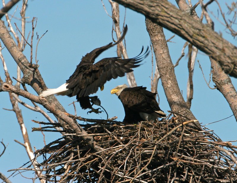 W19-Eagle-nest-with-fish.jpg :: An Eagle nesting at Alton Illinois. Seen is mother bring in a fresh catch for the hungry young inside the nest.