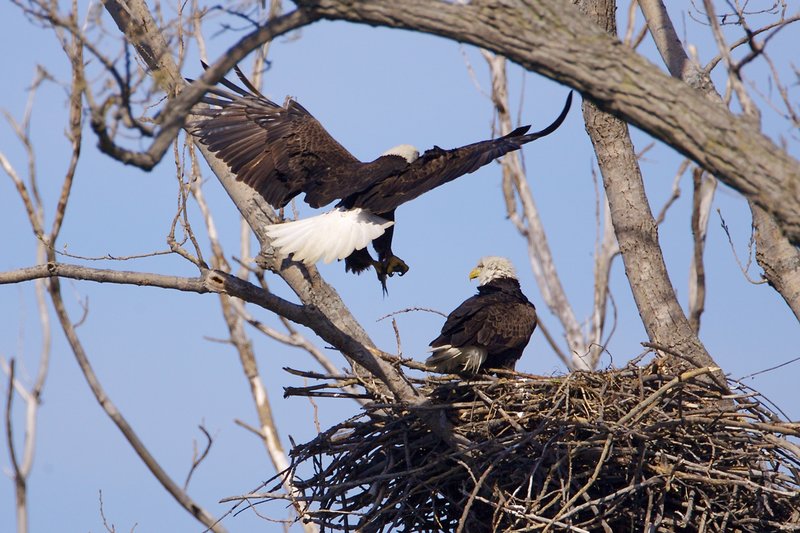 W20-Eagle-with-fish.jpg :: Bringing in another fish. Alton Illinois