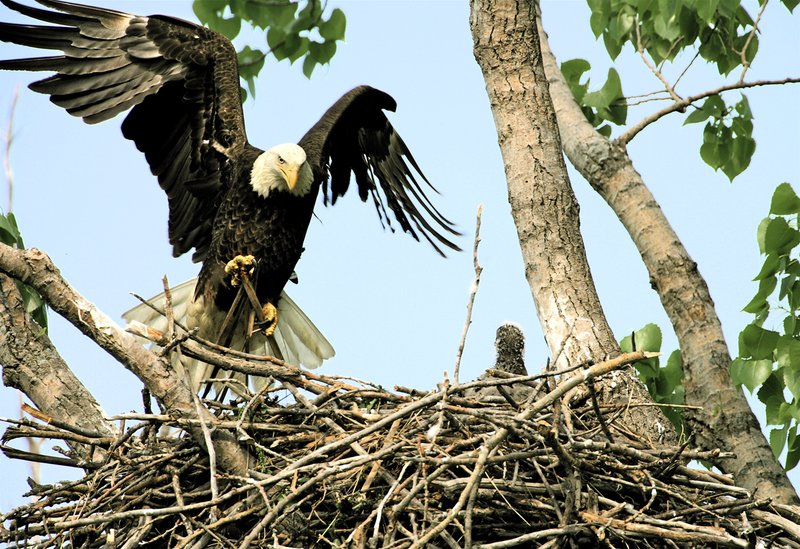 W21-Eagle-repairing nest.jpg :: Mother eagle demonstrating nest-building to young. Alton, Illinois