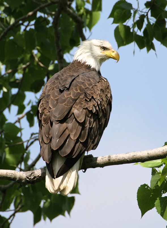 W30B-Eagle-perched-in-tree.jpg :: Eagle perched near nest