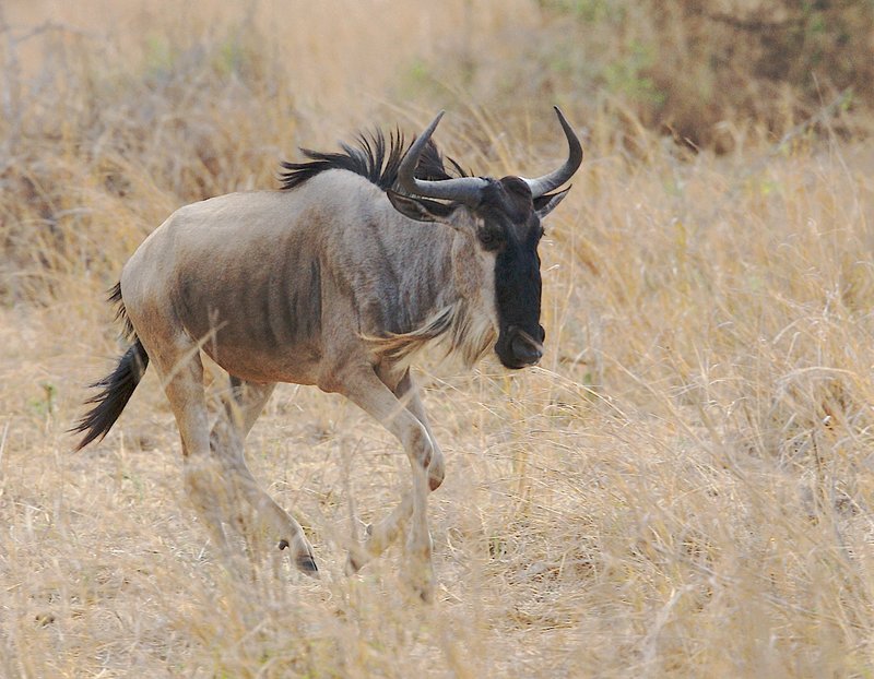 WB3-wildebeest-running--818.jpg