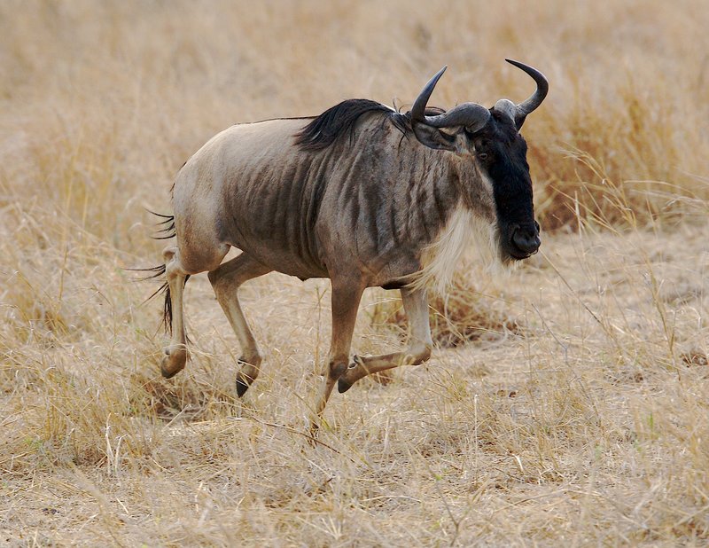WB5-Wildebeast-on-the-run.jpg