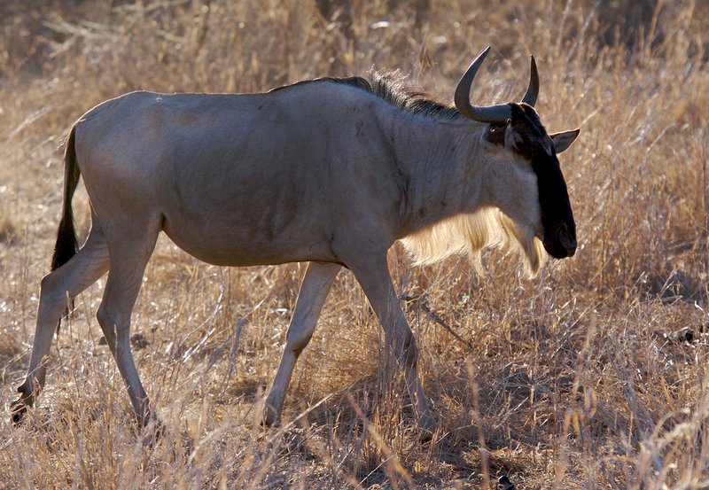WB6-Wildebeest-backlit--802.jpg