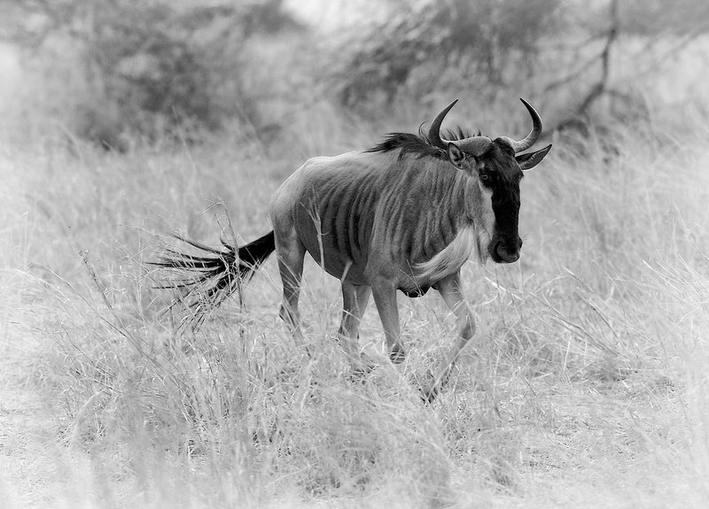 WB7-wildebeest on the run-  with light vignette.jpg :: wildebeest on the run in the Serengeti of Tanzania