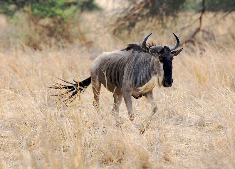 WB7-wildebeest-running2---.jpg