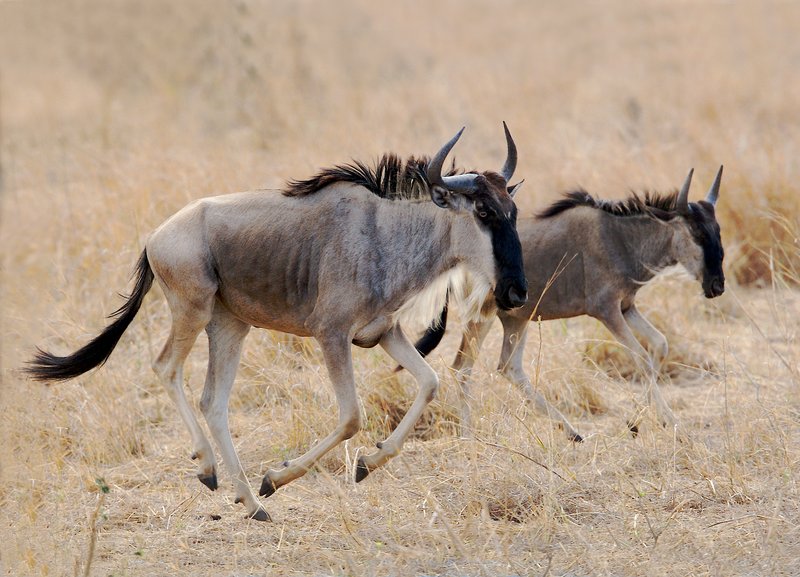 WB8-Wildebeets-2-running---.jpg