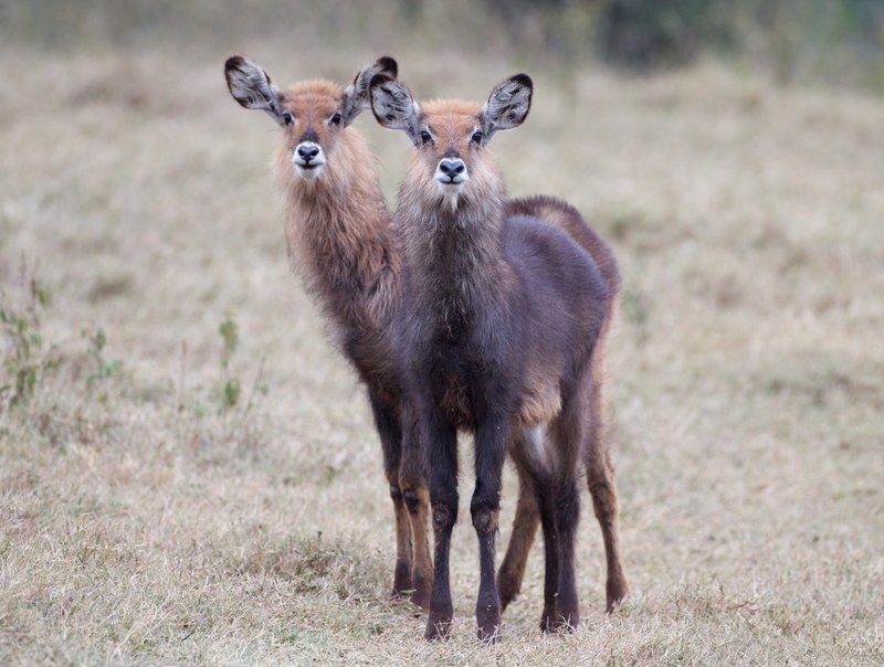 Waterbuck-females.jpg :: Waterbuck female