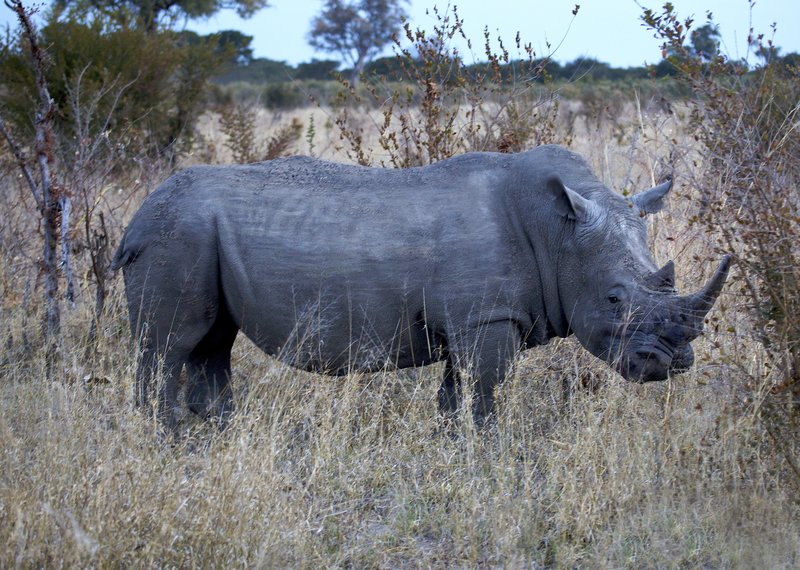 White Rhino early evening.jpg :: white rhino