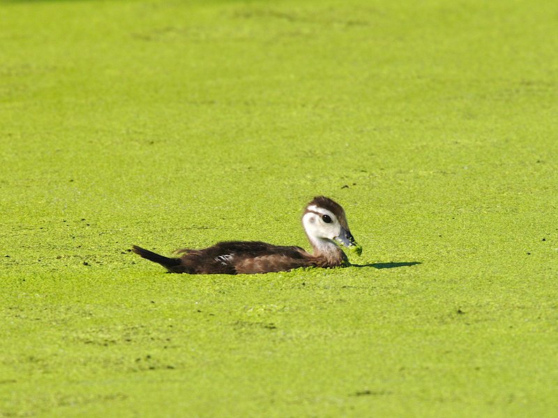 Wood Duck in algae W9.jpg