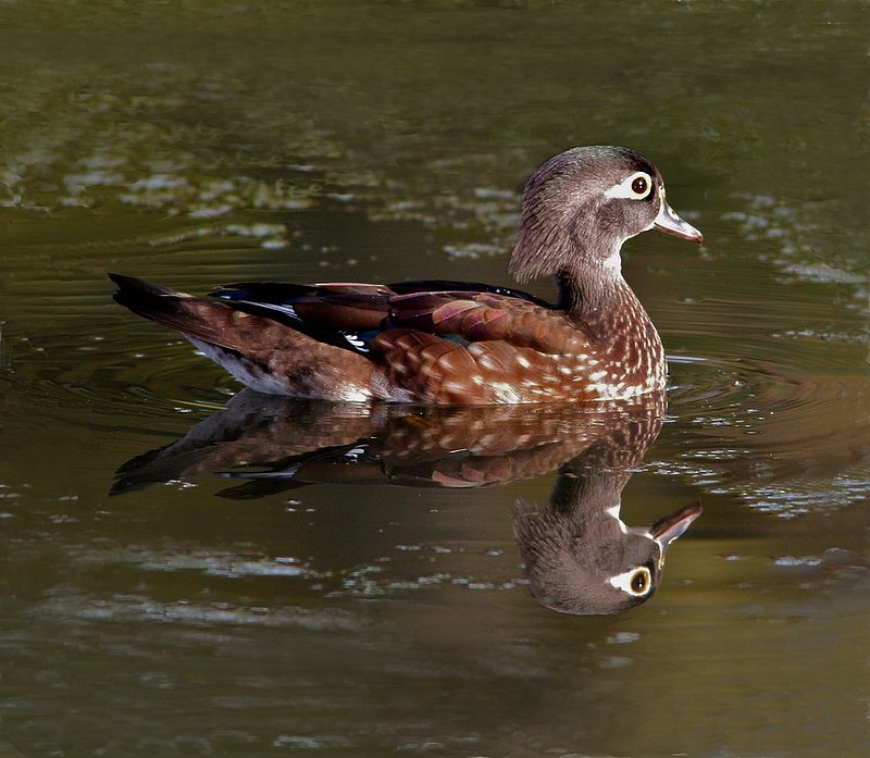 Wood duck female W18.jpg :: Female wood duck
