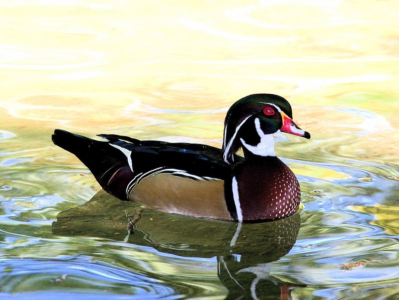 Wood duck male W17.jpg :: Male wood duck
