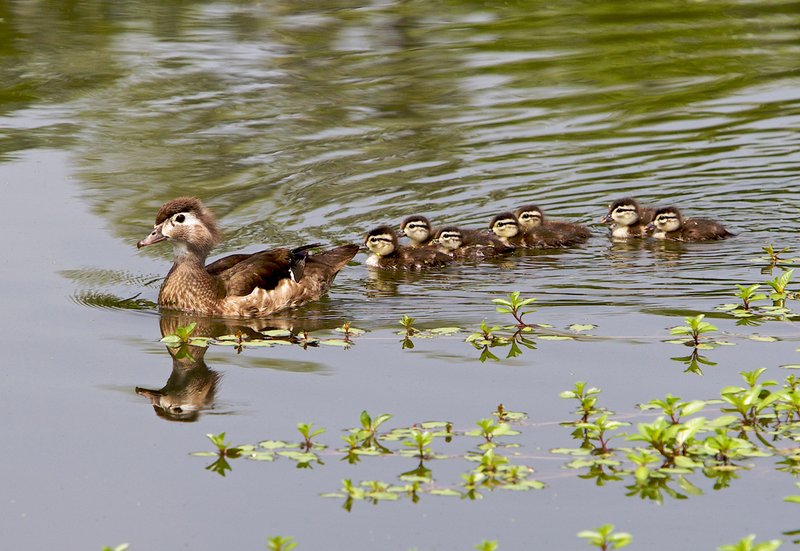 Wood-duck-family.jpg :: Female wood duck and 8 very young seen in a stream at Forest Park