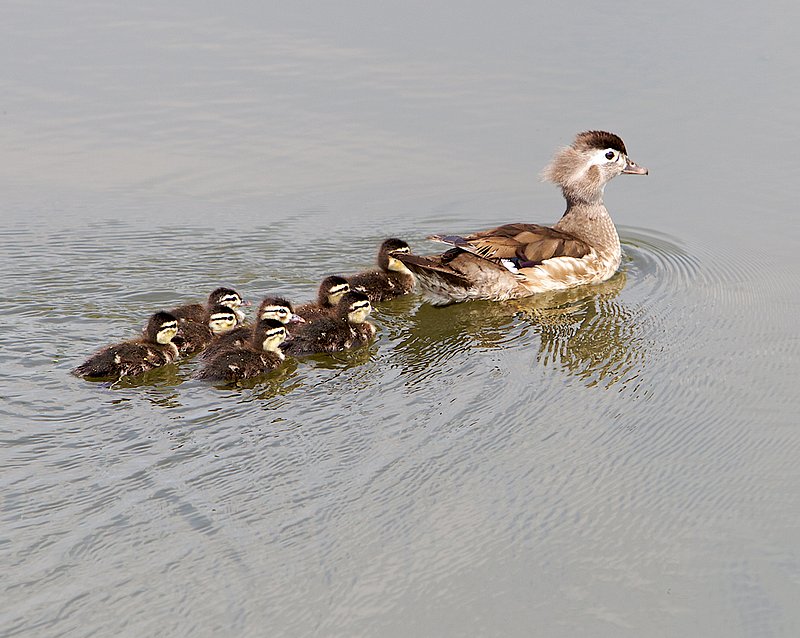 Wood-duck-family2.jpg :: Female wood duck and 8 very young seen in a stream at Forest Park