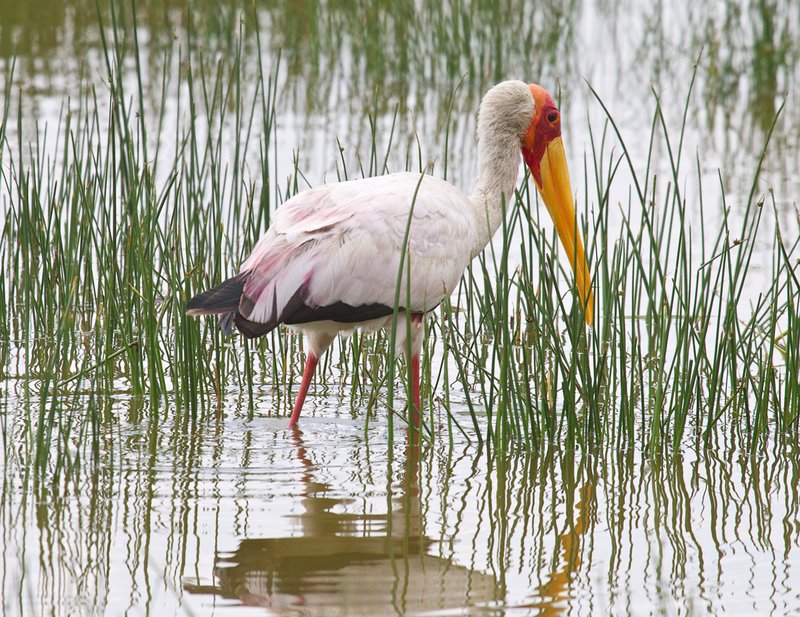 Yellowbill stork Lake Elementia.jpg :: Yellowbill stork wading in shallows 
