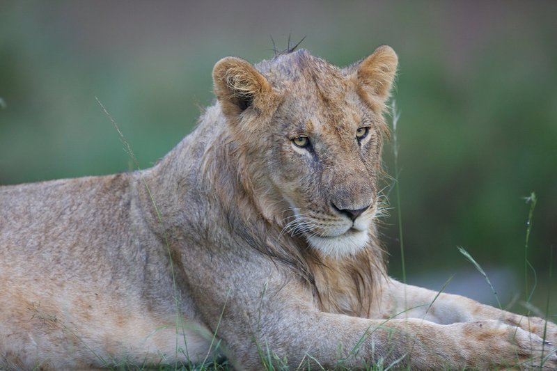 Young Male Lion Relaxing.jpg :: A young male of the famous river pride in Masai Mare resting.