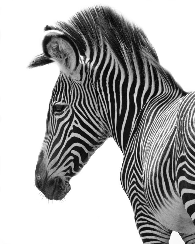 Young Profile(1).jpg :: A young adult female zebra  