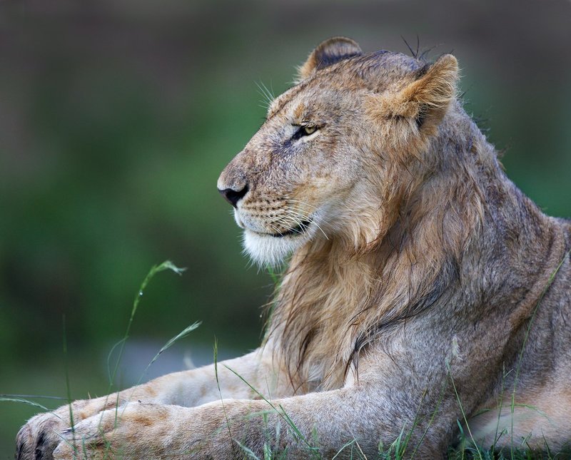 Young male lion in Masai Mara.jpg :: A young male is resting on a shady river bank in the Masai Mara