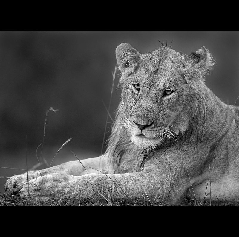 Young male lion resting Masai Mara Kenya.jpg :: Young male lion resting near Mara River kenya
