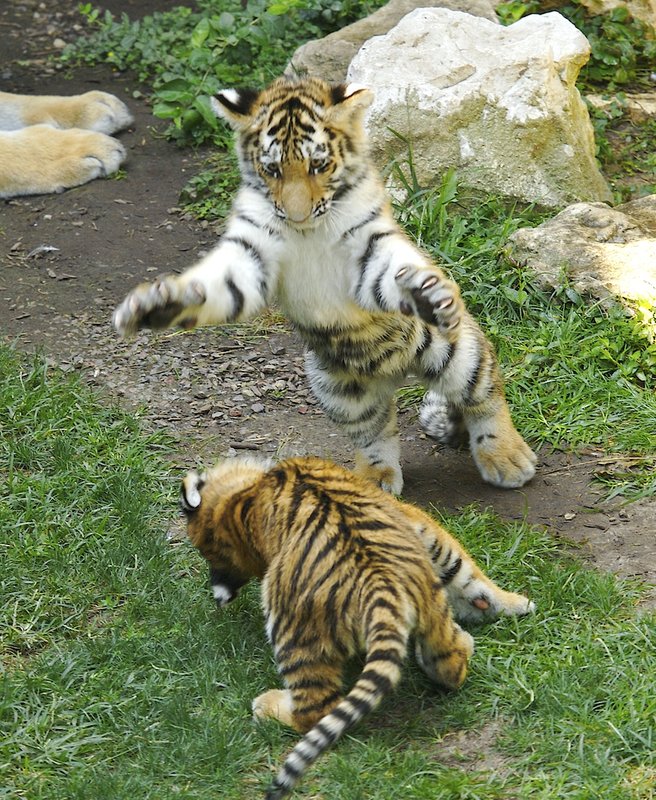Z0 27 Amur tiger kittens at play2.jpg :: Two Amur tiger cubs playing at the Saint Louis Zoo