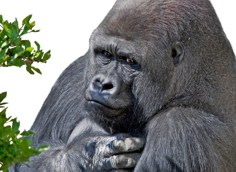 Z10-Gorilla-(1).jpg :: Juma