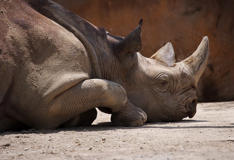 Z14 Rhino resting.jpg :: Resting Rhino at the St. Louis Zoo