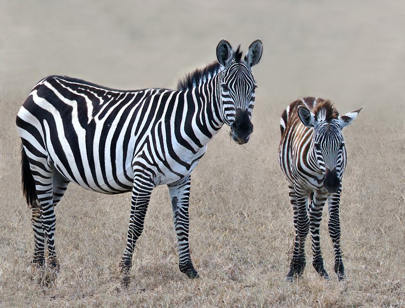Z14-Adult-and-young-zebra--1308.jpg