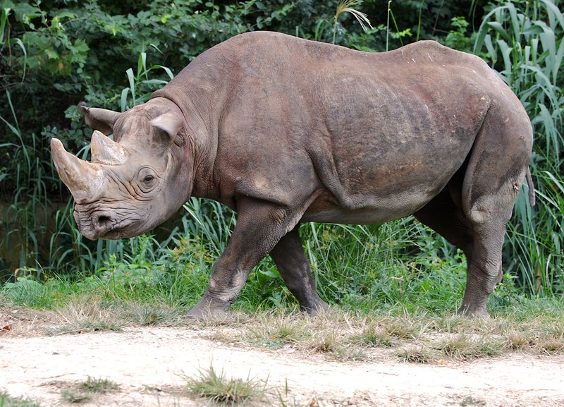 Z19-Rhino-walking.jpg :: Black Rhino at the St. Louis Zoo