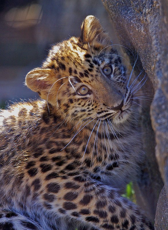 Z22-Amur-leopard-kitten-by-rock.jpg :: This is an Amur Leopard cub