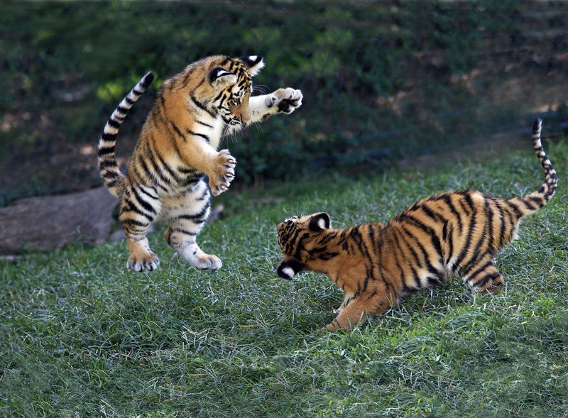 Z26-Amur-tiger-cubs-playing.jpg :: These Amur tiger cubs are engaged in play fighting. St. Louis Zoo