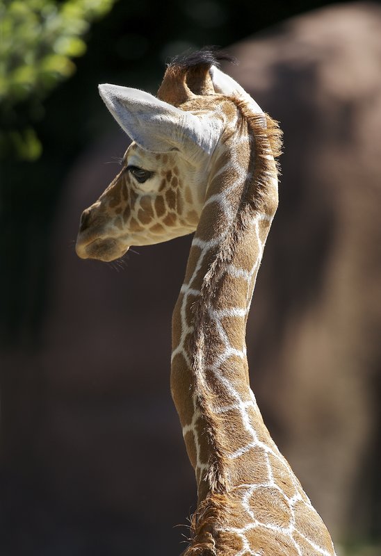 Z27 Giraffe newborn3.jpg :: Newborn giraffe at the St. Louis Zoo