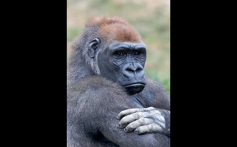 Z4-Gorilla-Portrait-crop--004.jpg :: mature male gorilla