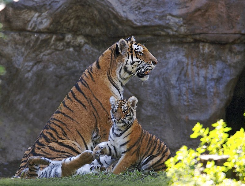 ZO21 Amur tiger cubs and mother.jpg :: Photo of Amur Tiger mother and 2 of her cubs