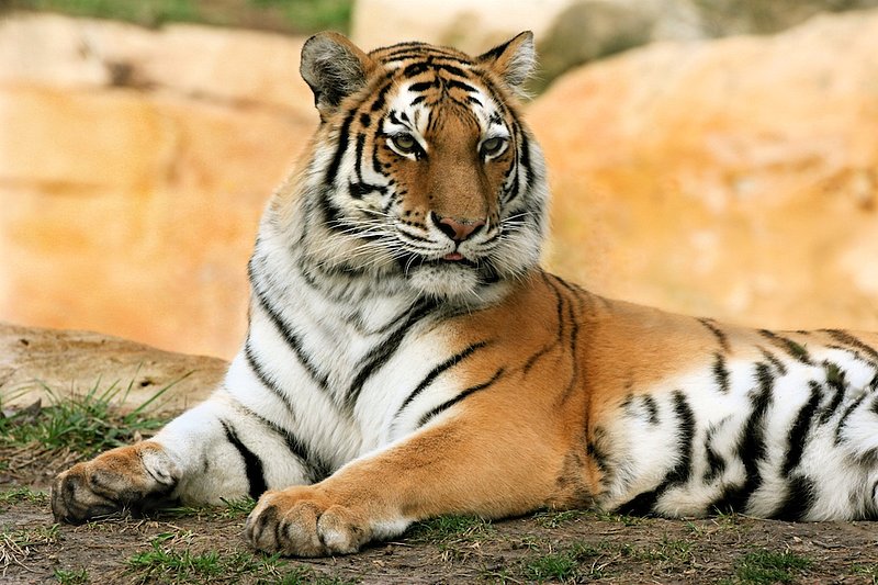 ZO3 Amur Tiger.jpg