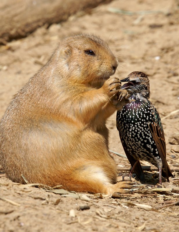 ZO39-Praire-dog-Feeding-bird.jpg