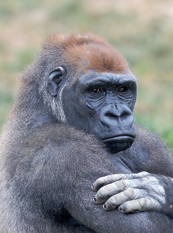 ZO4 Gorilla portrait.jpg :: Lowland Gorilla male at the St. Louis Zoo