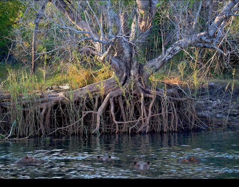 Zambezi-River-with-hippos-and-crocs copy 2.jpg