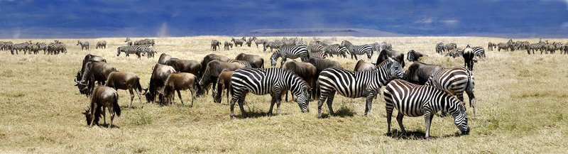Zebra and Wildebeest in Ngorongoro panorama Z15.jpg :: Panorama view of Ngorongoro Crater, Tanzania of grazing wildebeest and zebra. This picture is only available in the following size: Image 10 x 34 inches matted to 15 by 40 inches.