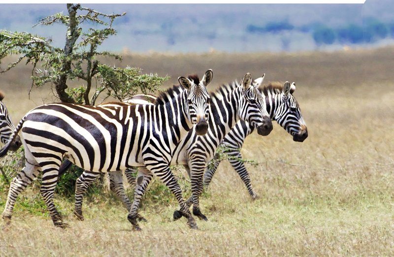 Zebra girls on a walk.jpg :: Burchell's zebra