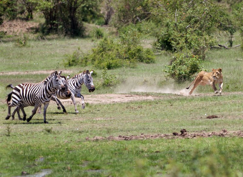 Zebra in danger in the Maasai Mara.jpg
