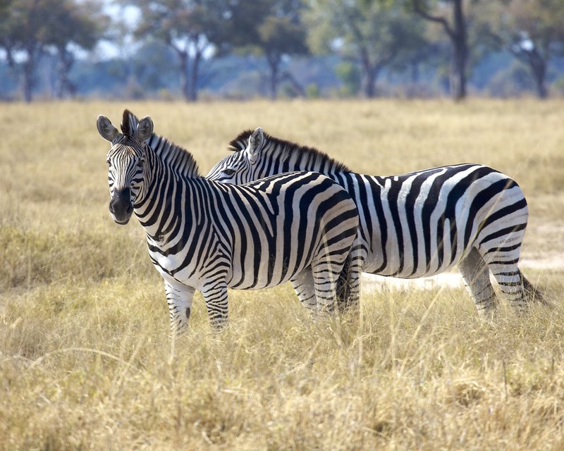 Zebra pair in field.jpg