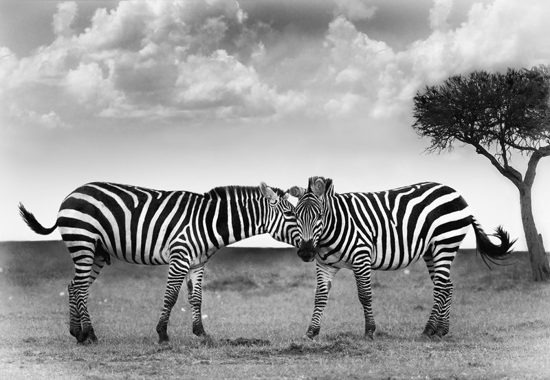 Zebra-Love-1.jpg :: A male and female zebra showing affection to one another