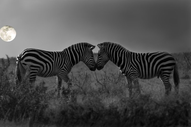 Zebra-Moonstruck-.jpg