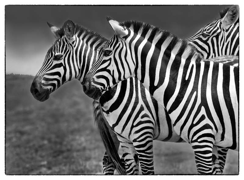 Zebras on the Serengeti.jpg