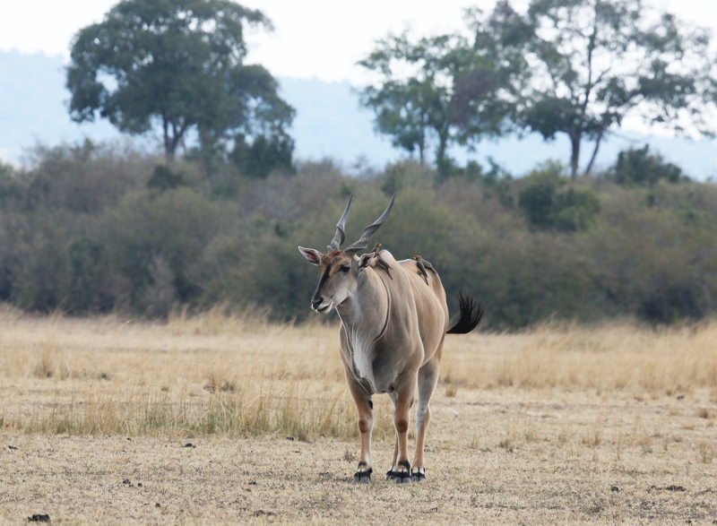 eland.jpg :: An eland male in Samburu