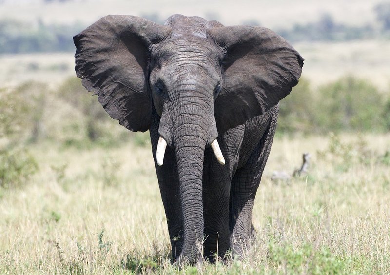 elephant giving a warning.jpg :: Male elephant showing strength