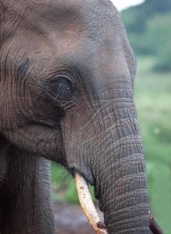 elephant-close up Aberdare region.jpg