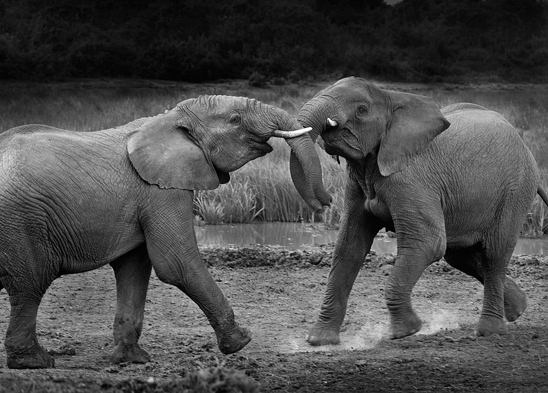 elephant-males-fighting.jpg :: Male elephants fighting