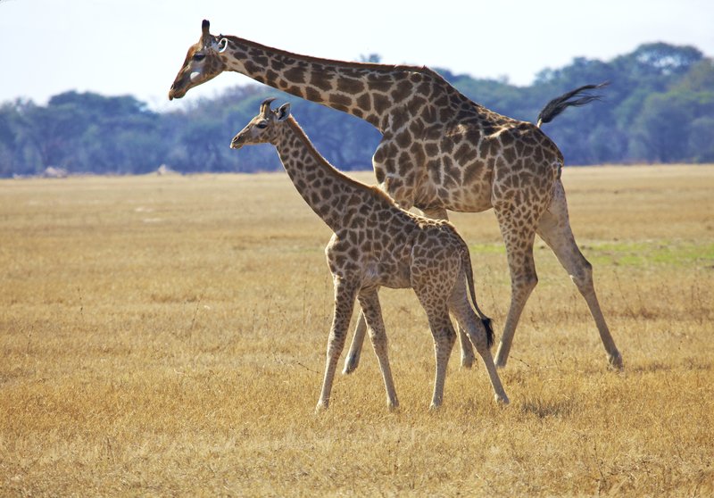 giraffe mother young Zimbabwe.jpg :: Giraffe with young on plains of Hwange Zimbabwe